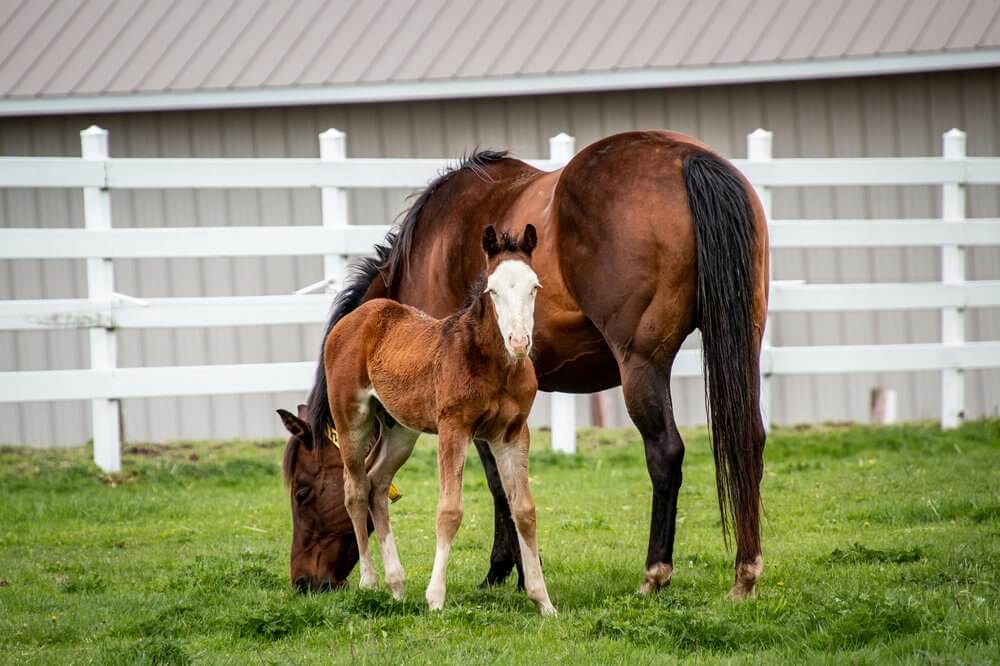 Foaling services at CK Equine Hospital