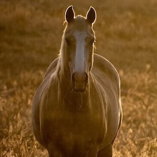 24 Hour Equine Emergency Vet in Columbia City